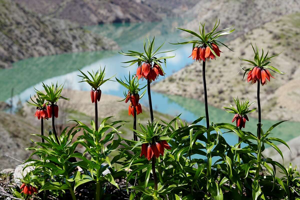 Ters laleler açtı, koparmanın cezası ise dudak uçuklattı 4